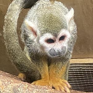 Monkey Heights - Squirrel monkey 130624