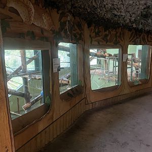 Monkey Heights - Diana monkey exhibit 130624