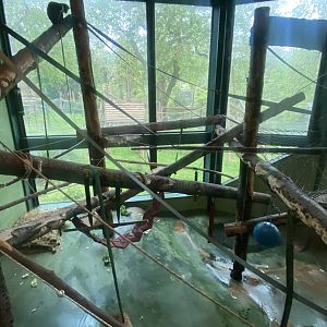 Monkey Heights - Diana monkey exhibit 130624