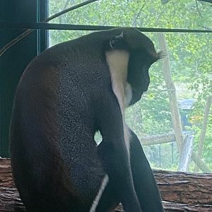 Monkey Heights - Diana monkey 130624