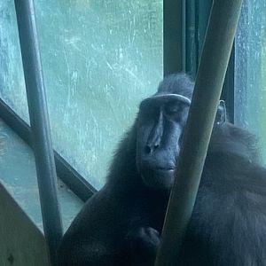 Monkey Heights - Sulawesi crested macaque 130624