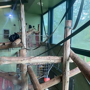 Monkey Heights - Sulawesi crested macaque exhibit 130624