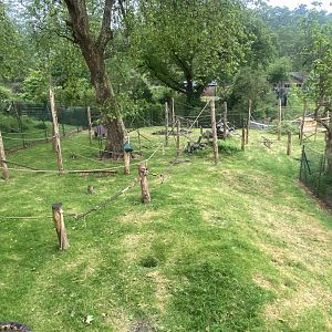 Monkey Heights - Sulawesi crested macaque exhibit 130624