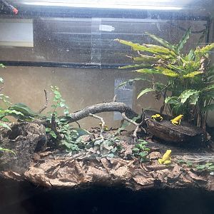 Amphibian Ark - Golden poison frogs exhibit 130624