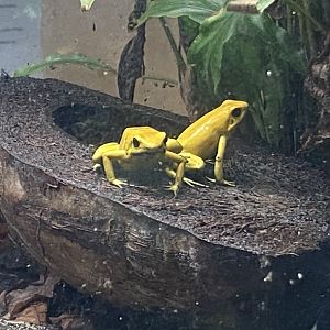 Amphibian Ark - Golden poison frogs 130624