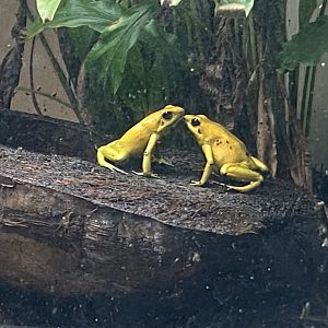 Amphibian Ark - Golden poison frogs 130624