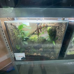 Amphibian Ark - Pleasing poison frog exhibit 130624