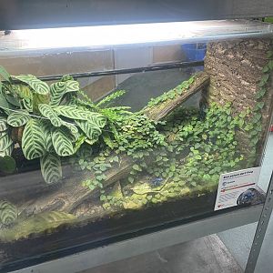 Amphibian Ark - Blue poison dart frogs exhibit 130624