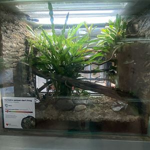 Amphibian Ark - Variable poison frogs exhibit 130624