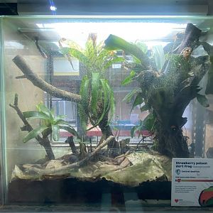 Amphibian Ark - Strawberry poison frogs exhibit 130624