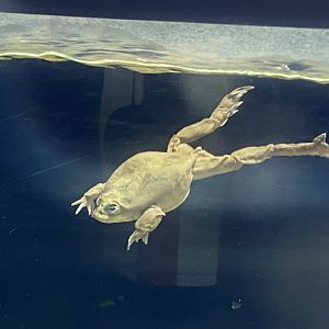 Amphibian Ark - Lake Titicaca water frog exhibit 130624