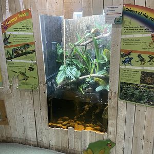 Amphibian Ark - Red-eyed tree frog exhibit 130624