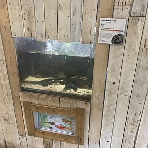 Amphibian Ark - Laos warty newt exhibit 130624
