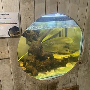 Amphibian Ark - Aquatic caecilian exhibit 130624