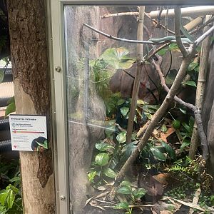 Reptile Tropics - Rhinoceros ratsnake exhibit 130624