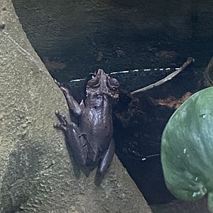 Reptile Tropics - Coronated treefrog 130624