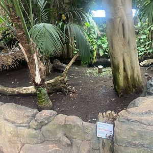 Reptile Tropics - Red-footed tortoise exhibit 130624