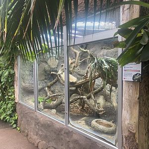 Reptile Tropics - Solomon Island skink exhibit 130624