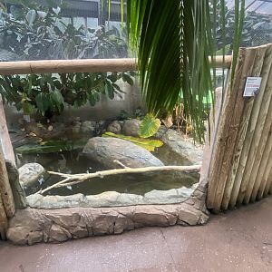 Reptile Tropics - Malaysian giant turtle exhibit 130624