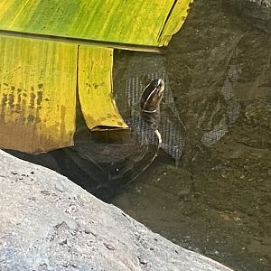 Reptile Tropics - Malaysian giant pond turtle 130624