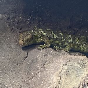 Reptile Tropics - Solomon Islands skink 130624