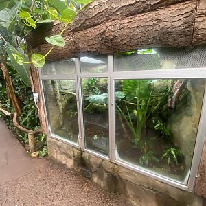 Reptile Tropics - Fea’s treefrog exhibit 130624