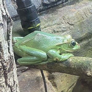 Reptile Tropics - Fea’s treefrog 130624