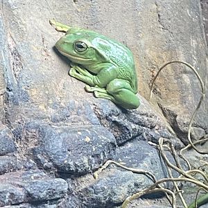 Reptile Tropics - Fea’s treefrog 130624