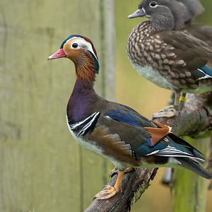 Mandarin ducks, WWT Slimbridge, UK