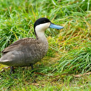 Puna teal, WWT Slimbridge, UK