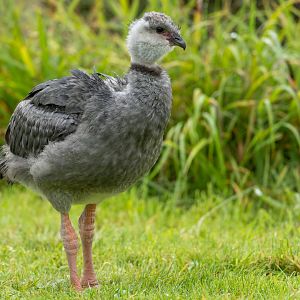 Young crested Screamer, WWT Slimbridge, UK