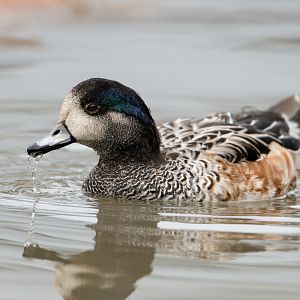 Chiloe widgeon, WWT Slimbridge, UK