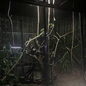 Spectral Tarsier Exhibit