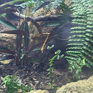 North Island Brown Kiwi