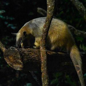 Southern Tamandua
