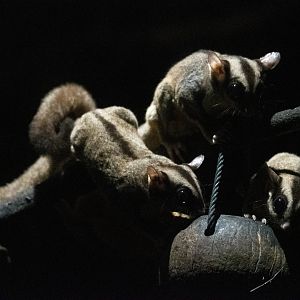 Sugar Glider
