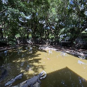 Saltwater Crocodile Exhibit
