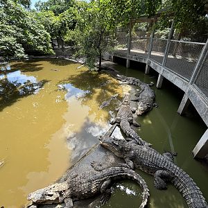 Saltwater Crocodile Exhibit