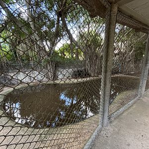 False Gharial Exhibit