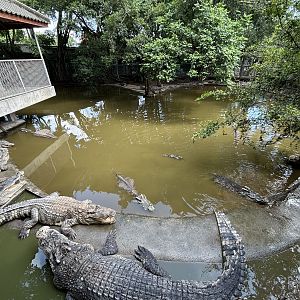 Croc Pool