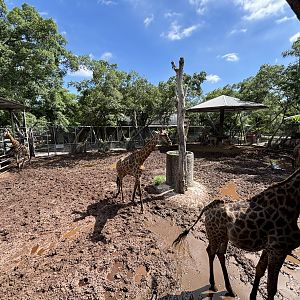11 Giraffes in mud - new exhibit