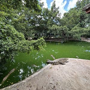 Croc Pool