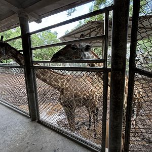 Giraffe Enclosure - new exhibit