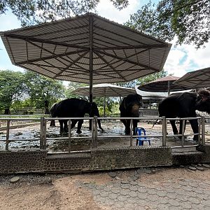 10 Chained Asian Elephants