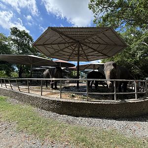 10 Chained Asian Elephants