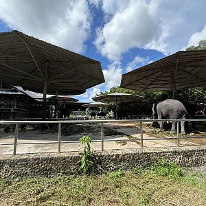 10 Chained Asian Elephants