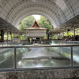 Croc Show - didn’t attend!