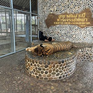 Chained Tiger Photo Opportunity