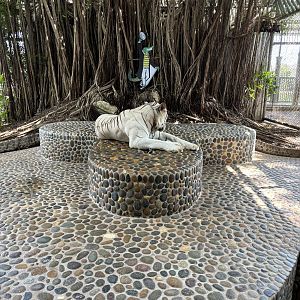 Chained Tiger Photo Opportunity