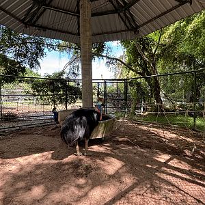 Cassowary Exhibit